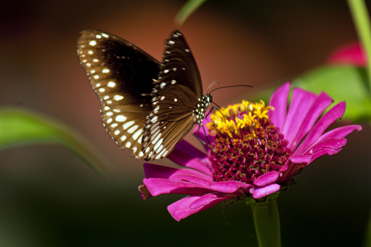 گل آهار باریک‌برگ Zinnia angustifolia و پروانه روی گل